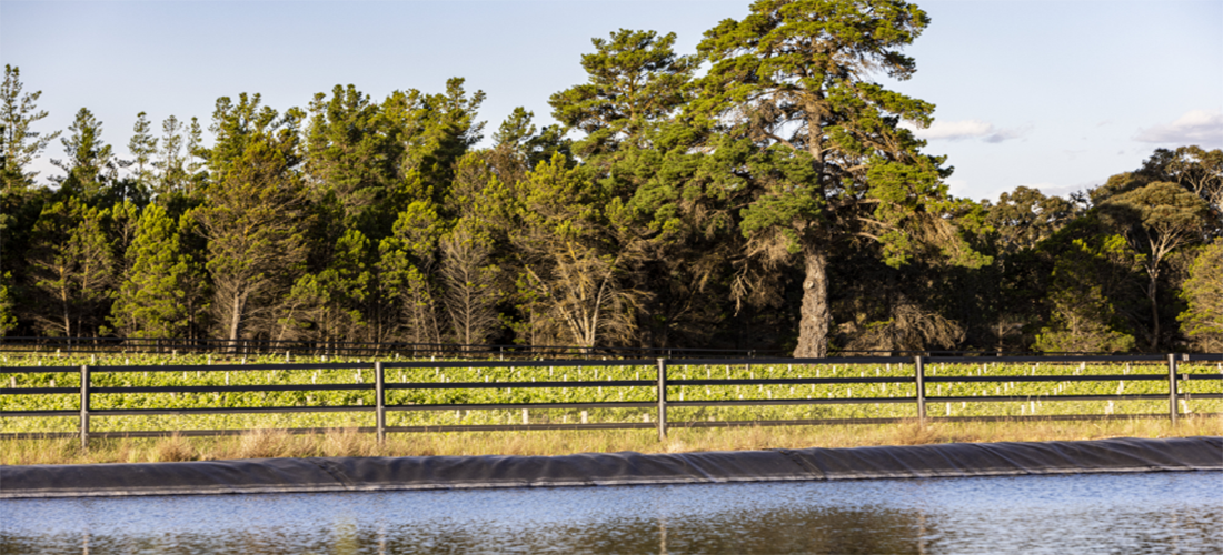 Lake scene with grassy field and trees behind fence line.